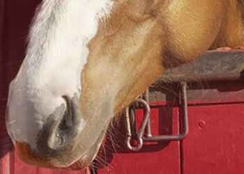 Транспортировка живого груза